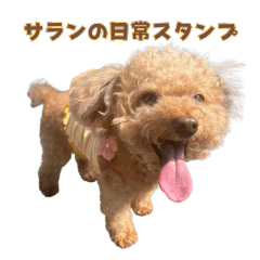 SARAN's life sticker