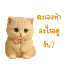 Super Cute Orange Cat