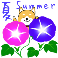 Summer Shibainu