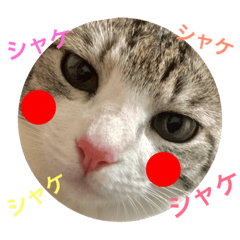 shakechan