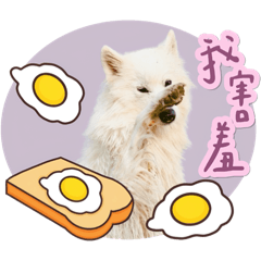 四大毛日常紀錄