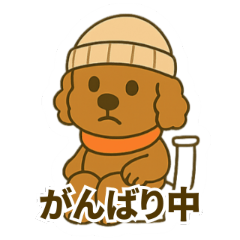Japanese version Poodle - Machi kun 01
