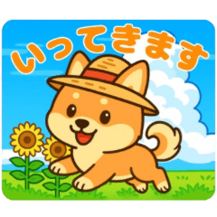 柴犬ムギの夏休み