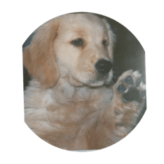 dog desu