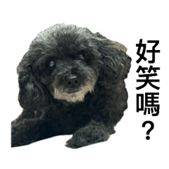 Cute dog with personality