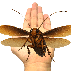 Cockroach Prank : Pop-up : Part 2