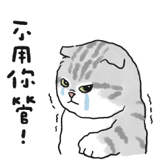 情勒的奶油小生(灰白虎斑貓)
