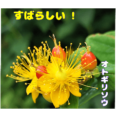 梅雨どきの山野草たちで ご挨拶