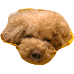 My lovely dog Ju