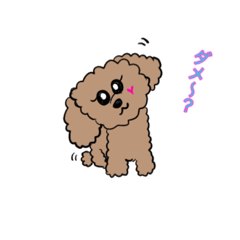 toy poodle with heart