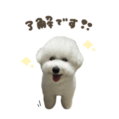 ハクくん☆スタンダード