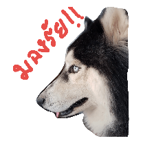 dogjumbobo