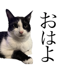 ロンちゃんとはっちゃんスタンプ