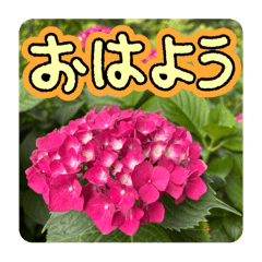 あじさい　紫陽花