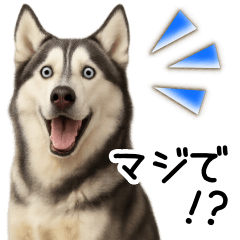 Husky Reply Sticker