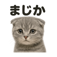 リアルなスコティッシュホールド日常感情