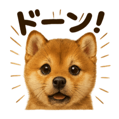 リアルな芝犬の日常感情日記ラインスタンプ