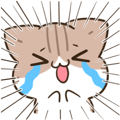 unmotivated calico cat 23