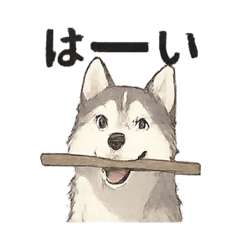dog_every day