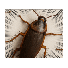 cockroach^