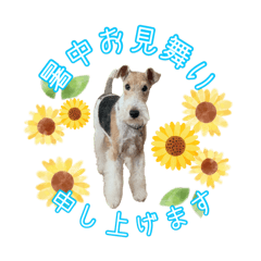 ワイヤーフォックステリアの夏の思い出①