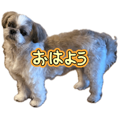 Hana-chan the Shih Tzu