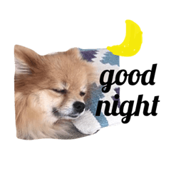 Kaya かわいい犬写真 Line スタンプ Line Store