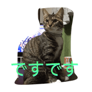 sara,my cute cat