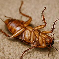 MY COCKROACH 5