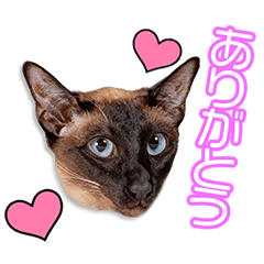 My beloved Birusu