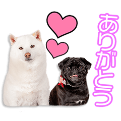 My beloved Tsumu&Koyuki