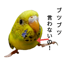 Talkative budgerigar family