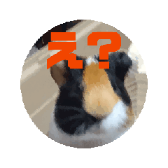 MYo_20250615124753