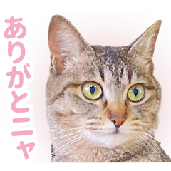 AIじゃないリアルな猫　日常生活