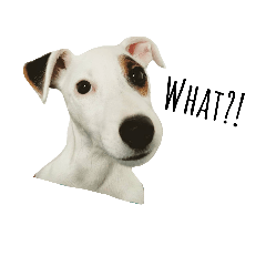 Sam dog!