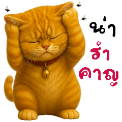 แมวส้มตัวตึง❤️(บิ๊ก)