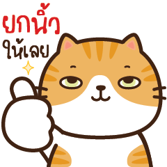 กิมจิ แมวส้มซ่าส์