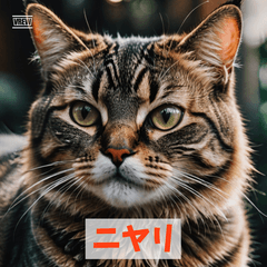 Everyday Cat Expressions 250615
