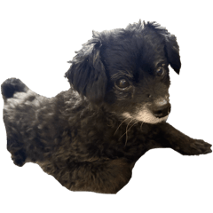 我が家のちょびさん