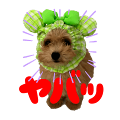 shona_20250616193402