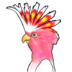 A rather flashy cockatoo
