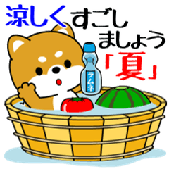 Pop-up! Mameshiba "Feel the summer"