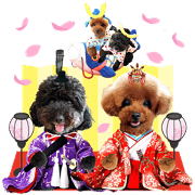toypoodle chappy The fifth installment