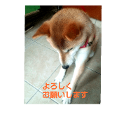 my dog is riku.