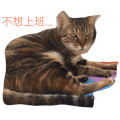 咪寶家族