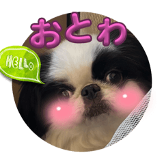 おとわさま狆の音羽❤️