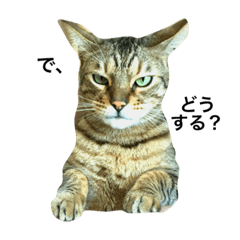 Cat ask you