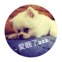 麻糬小天使