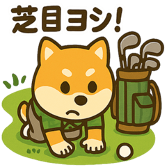 A Shiba Inu who loves golf