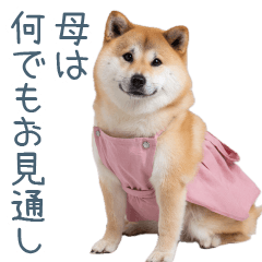 実写の母しば犬【連絡・家族】